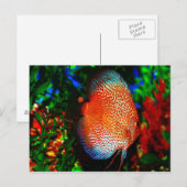 Iets Fishy Briefkaart (Voorkant / Achterkant)