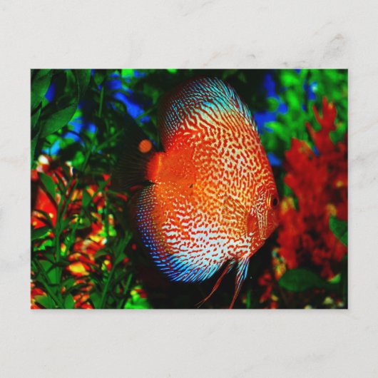 Iets Fishy Briefkaart (Voorkant)