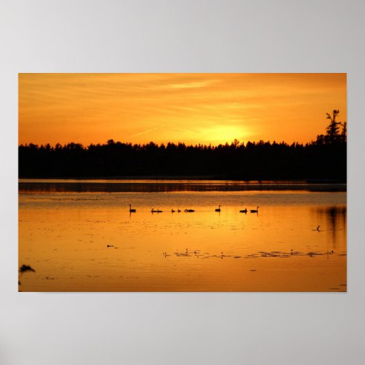 Iets in het Sinaasappel - Ducks Poster (Voorkant)