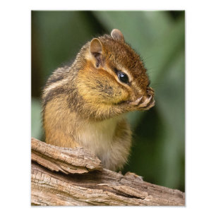 Iets ruikt naar chipmunk foto afdruk