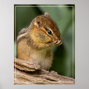 Iets ruikt naar chipmunk poster