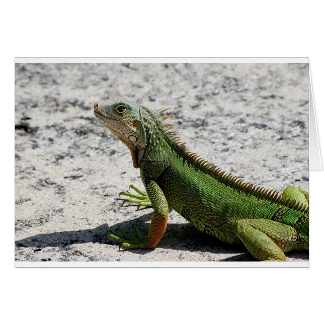 Iguana (Devant horizontal)