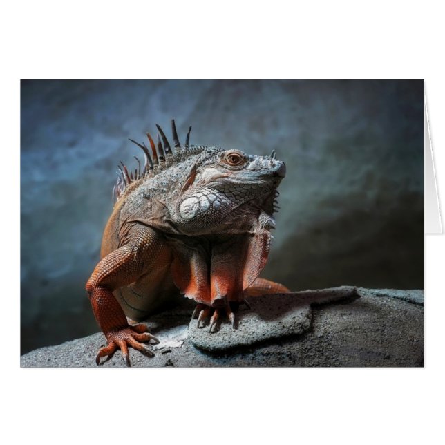 Iguana (Voorkant Horizontaal)