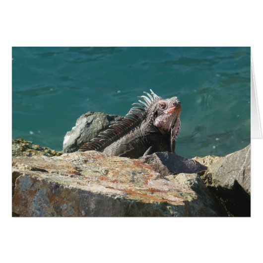Iguana à St Thomas (Devant horizontal)