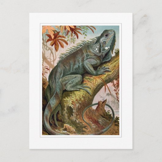 Iguana Briefkaart (Voorkant)