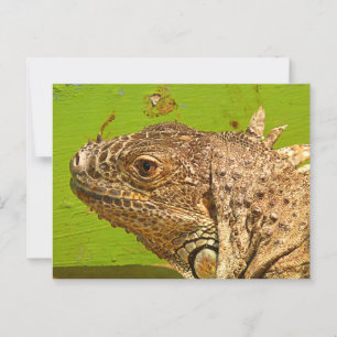 IGUANA BRIEFKAART
