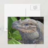 Iguana Briefkaart (Voorkant / Achterkant)