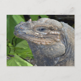 Iguana Briefkaart