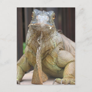 Iguana Briefkaart