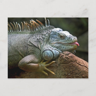 Iguana briefkaart