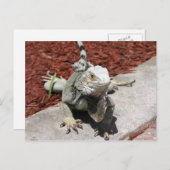 iguana briefkaart (Voorkant / Achterkant)