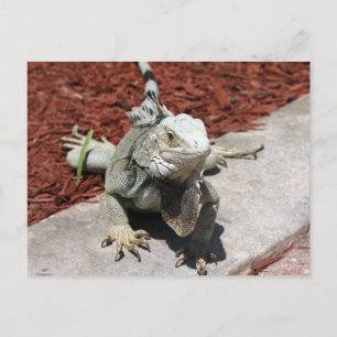iguana briefkaart