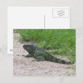 Iguana Briefkaart (Voorkant / Achterkant)