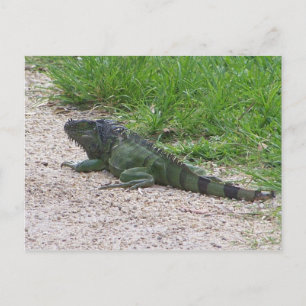 Iguana Briefkaart