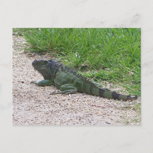 Iguana Briefkaart (Voorkant)