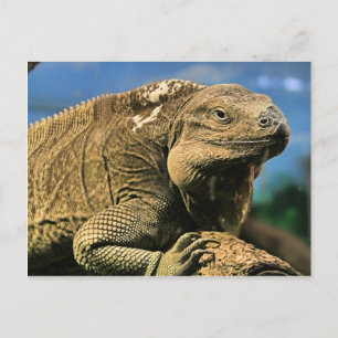 Iguana Briefkaart