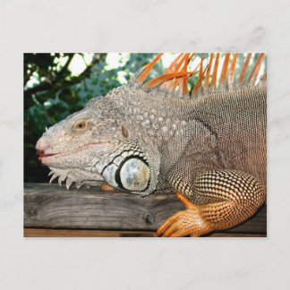 Iguana Briefkaart