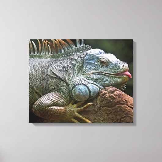 Iguana Close-Up canvas print (Voorkant)