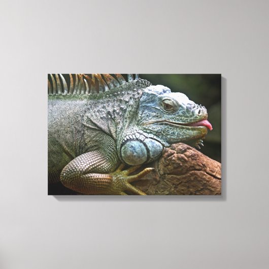 Iguana Close-Up canvas print (Voorkant)