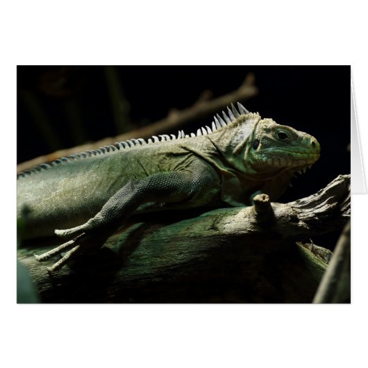 Iguana delicatissima (Voorkant Horizontaal)