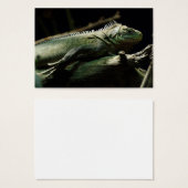 Iguana délicatissima (Devant & derrière)
