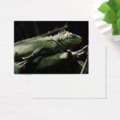 Iguana délicatissima (Bureau)