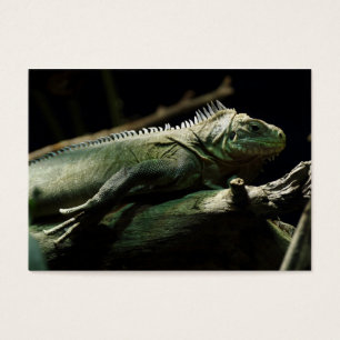 Iguana délicatissima