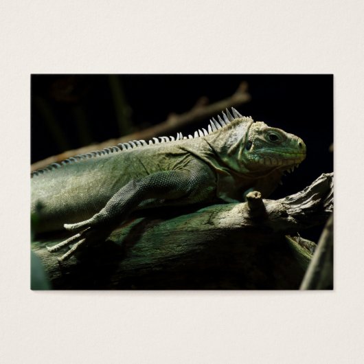 Iguana délicatissima (Devant)