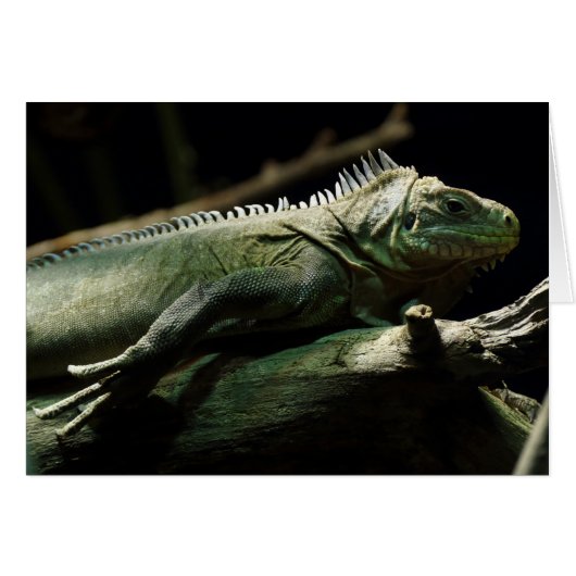Iguana delicatissima (Voorkant Horizontaal)