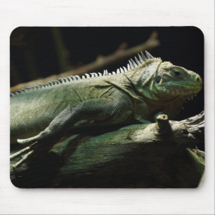 Iguana delicatissima muismat