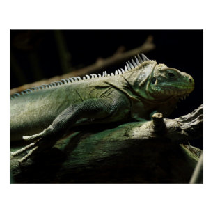Iguana delicatissima perfect poster