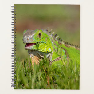Iguana en Floride 2024