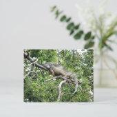 Iguana en Monagas Briefkaart (Staand voorkant)
