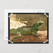 Iguana Foto's Briefkaart (Voorkant / Achterkant)
