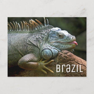 Iguana Lizard Brazilië Wildlife Briefkaart