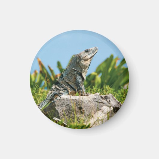 Iguana Magneet (Voorkant)