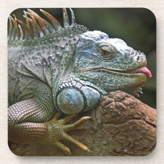 Iguana onderzetters (Voorkant)