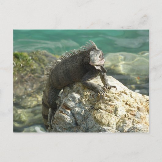 Iguana op de Rocks in St. Thomas Briefkaart (Voorkant)