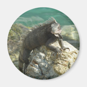 Iguana op de Rocks in St. Thomas Magneet