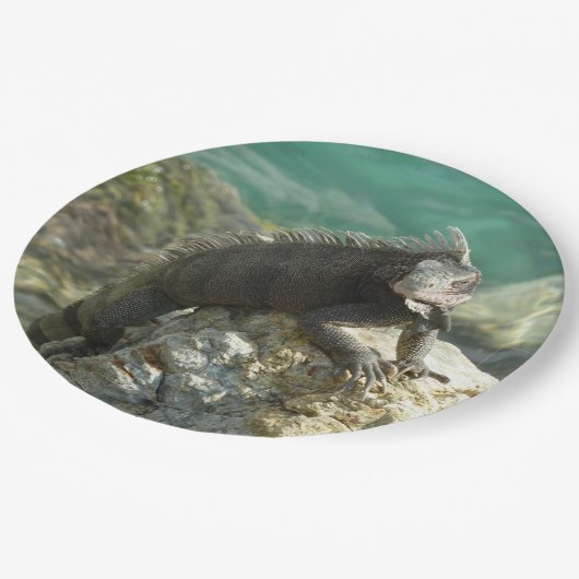 Iguana op de Rocks in St. Thomas Papieren Bordje (Gekanteld)