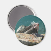 Iguana op St. Thomas Magneet (Voorkant / Achterkant)