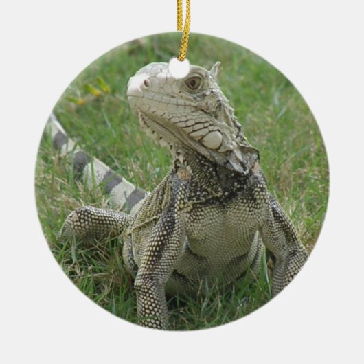Iguana Ornament (Voorkant)