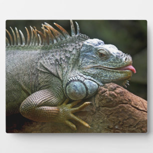 Iguana plaque fotoplaat