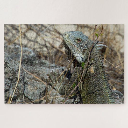 Iguana Posing on Rock for Camera Legpuzzel (Horizontaal)