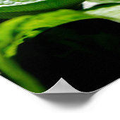 Iguana Poster (Hoek)