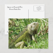 Iguana Puerto Rico Briefkaart (Voorkant / Achterkant)