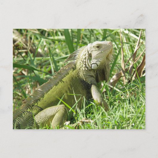 Iguana Puerto Rico Briefkaart (Voorkant)