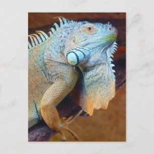 Iguana reptile briefkaart