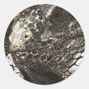 Iguana Ronde Sticker