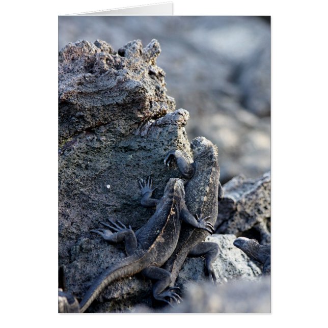 Iguana Sois Avec Toi (Devant)